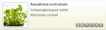 $Ranalisma rostratum $Ranalisma rostratum