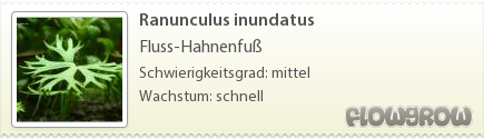 $Ranunculus inundatus