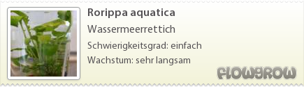 $Rorippa aquatica