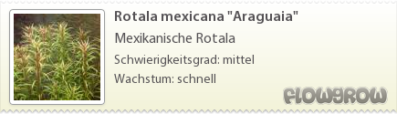$Rotala mexicana "Araguaia"