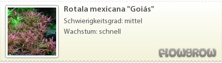 $Rotala mexicana "Goiás"