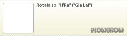 $Rotala sp. "H'Ra" ("Gia Lai")