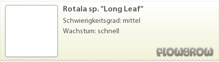 $Rotala sp. "Long Leaf"