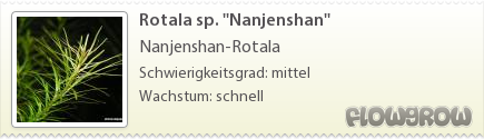 $Rotala sp. ''Nanjenshan''