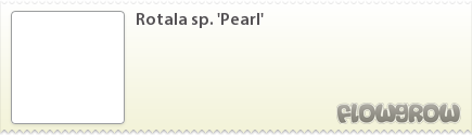 $Rotala sp. 'Pearl'
