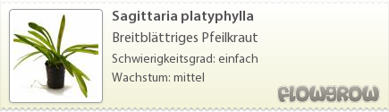 $Sagittaria platyphylla