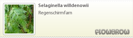 $Selaginella willdenowii