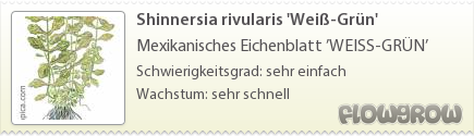 $Shinnersia rivularis 'Weiß-Grün'