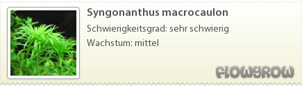 $Syngonanthus macrocaulon