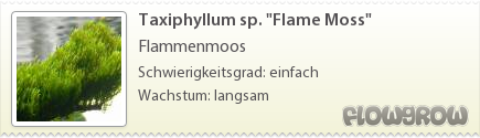 $Taxiphyllum sp. "Flame Moss"