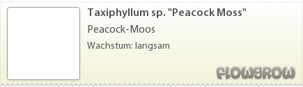 $Taxiphyllum sp. "Peacock Moss"