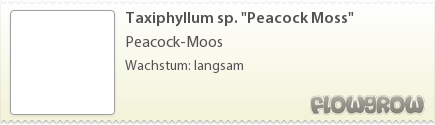 $Taxiphyllum sp. "Peacock Moss" $Taxiphyllum sp. "Peacock Moss"