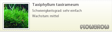 $Taxiphyllum taxirameum
