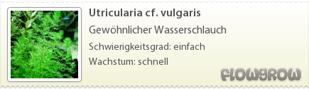 $Utricularia cf. vulgaris
