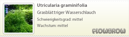 $Utricularia graminifolia