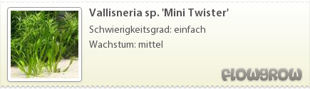 $Vallisneria sp. 'Mini Twister'