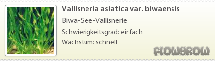$Vallisneria asiatica var. biwaensis