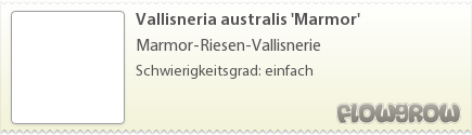 $Vallisneria australis 'Marmor'