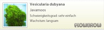 $Vesicularia dubyana