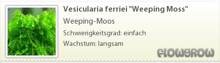 $Vesicularia ferriei "Weeping Moss"