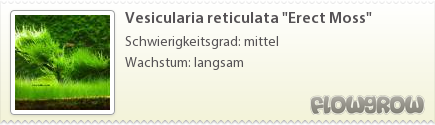 $Vesicularia reticulata "Erect Moss"