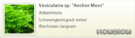 $Vesicularia sp. "Anchor Moss"