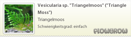 $Vesicularia sp. "Triangelmoos" ("Triangle Moss")