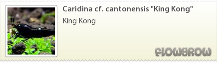$Caridina cf. cantonensis "King Kong"