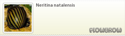 $Neritina natalensis
