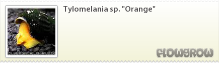 $Tylomelania sp. "Orange"
