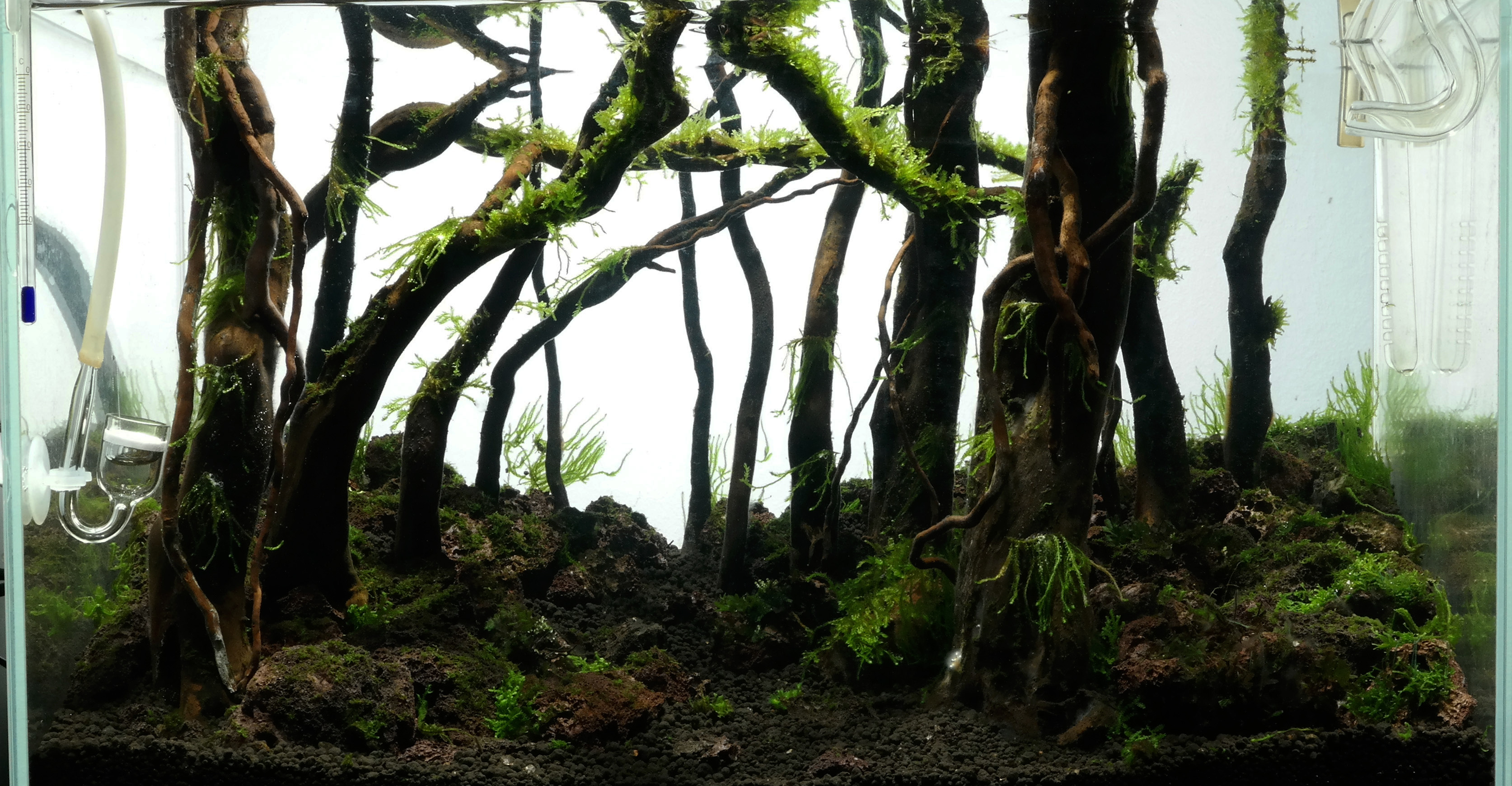 ada 45p forest scape nigel day 25