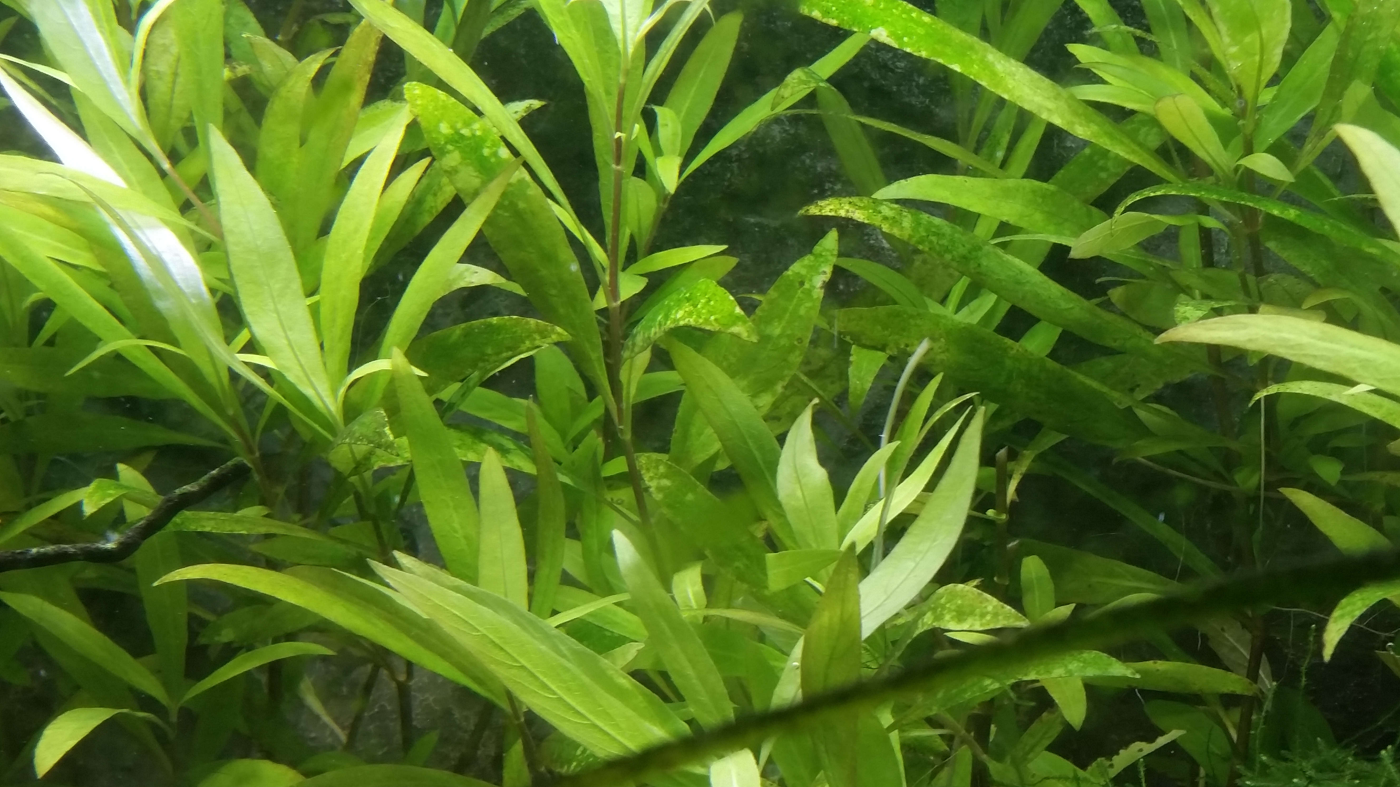 algen pflanze