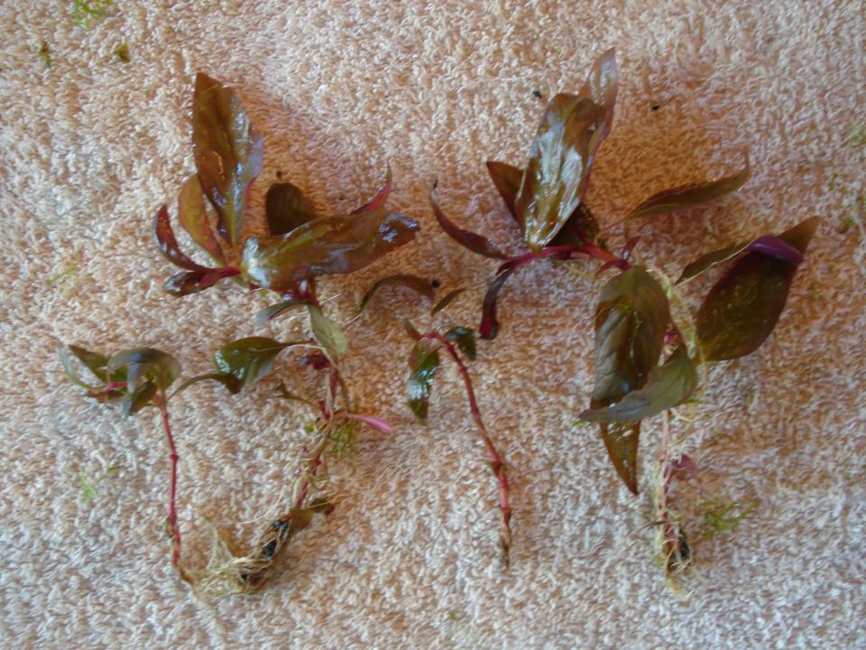 Alternanthera Reineckii 'rosaefolia', Papageienblatt, 4st.