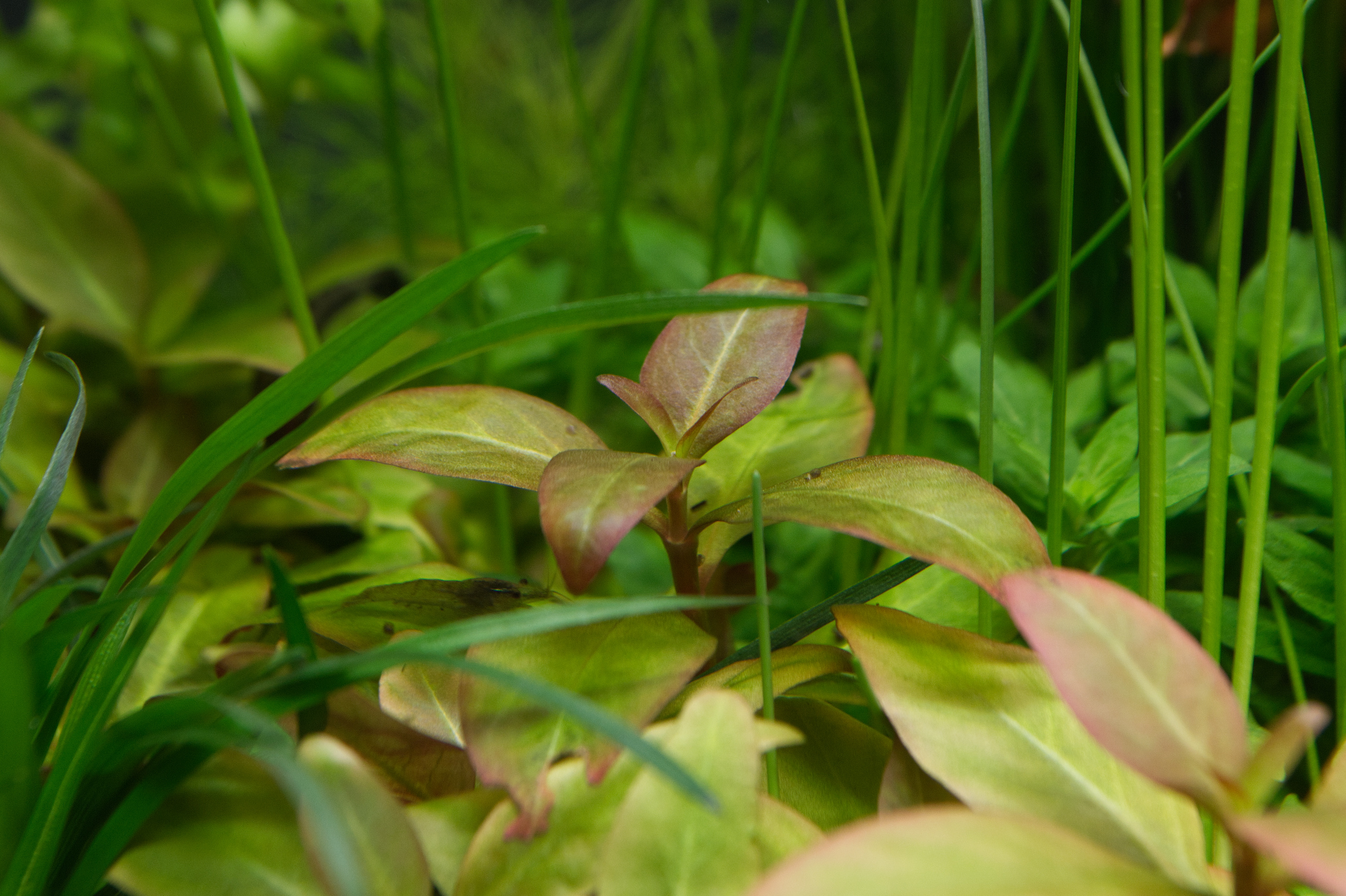 Alternanthera_Frontalansicht_Detail.jpg