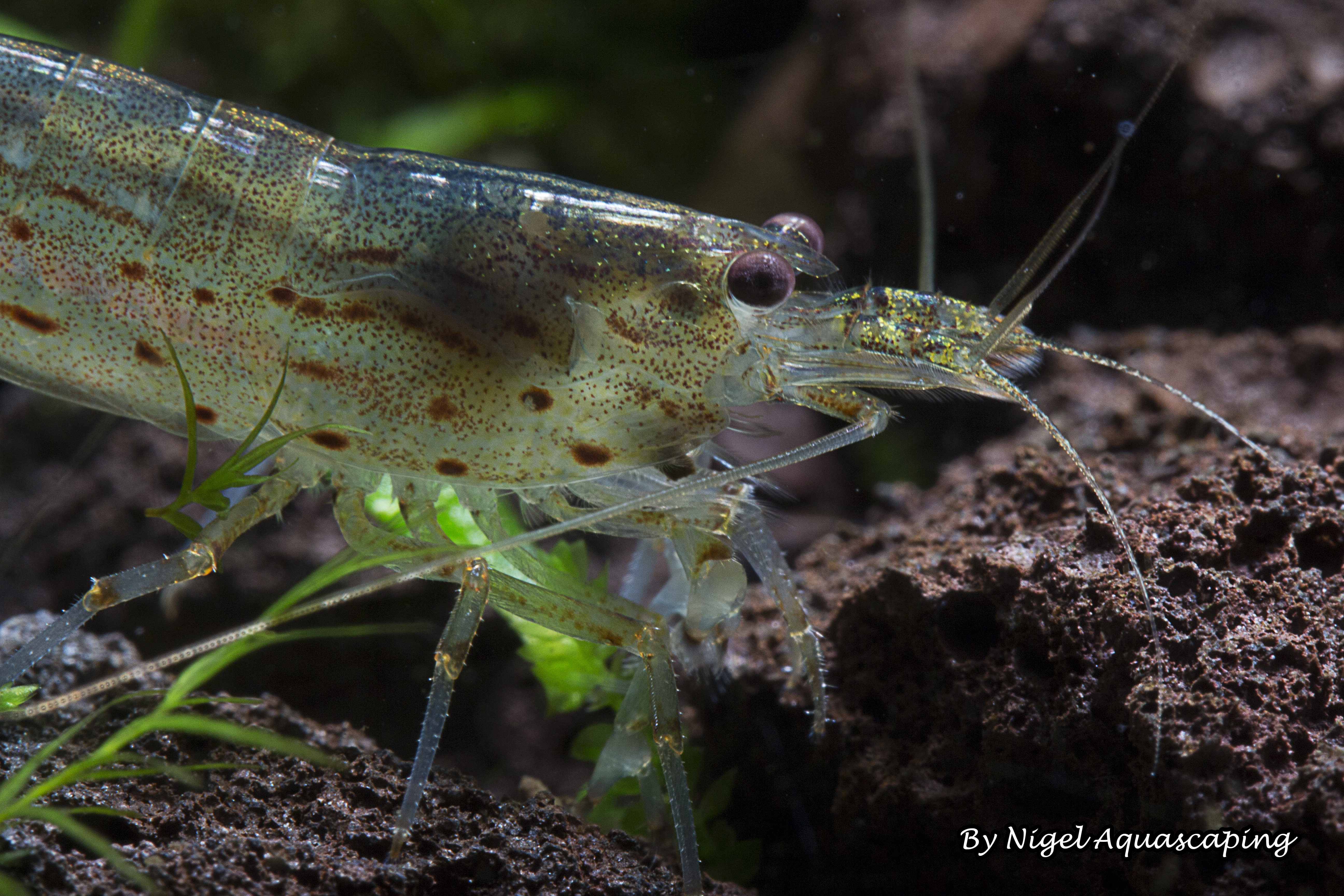amano shrimp by nigel aquascaping