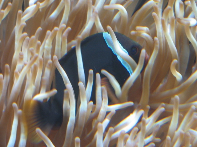 Anemonenfisch