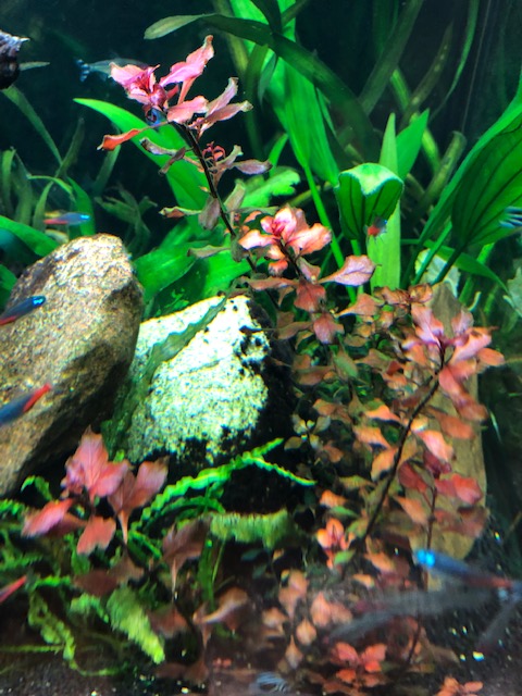 Aquarium 9