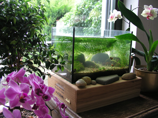 Aquarium &amp; Orchideen