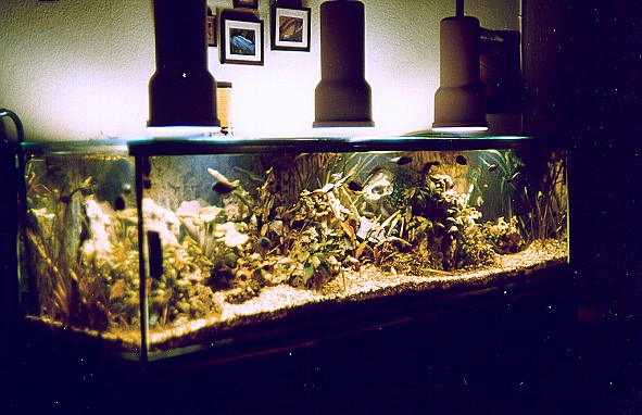 aquarium1 1986.jpg