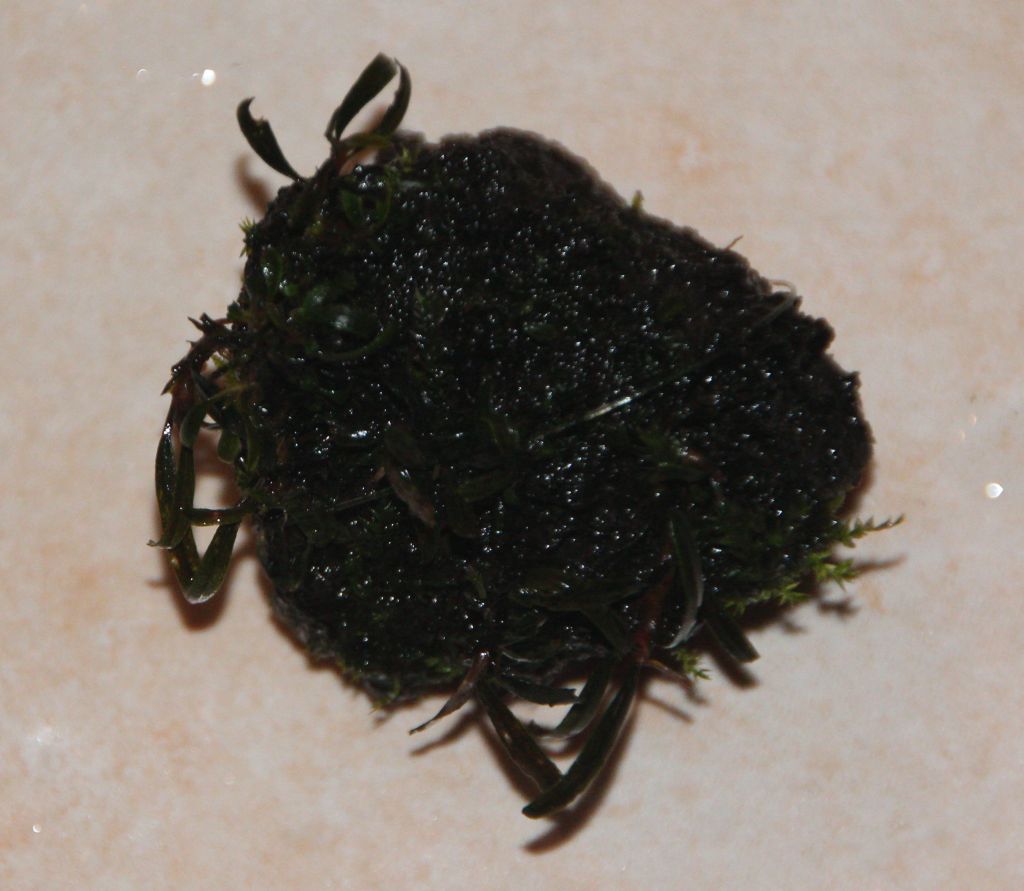 B.catherinae mini 4