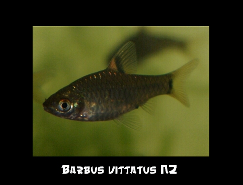 Barbusvittatus