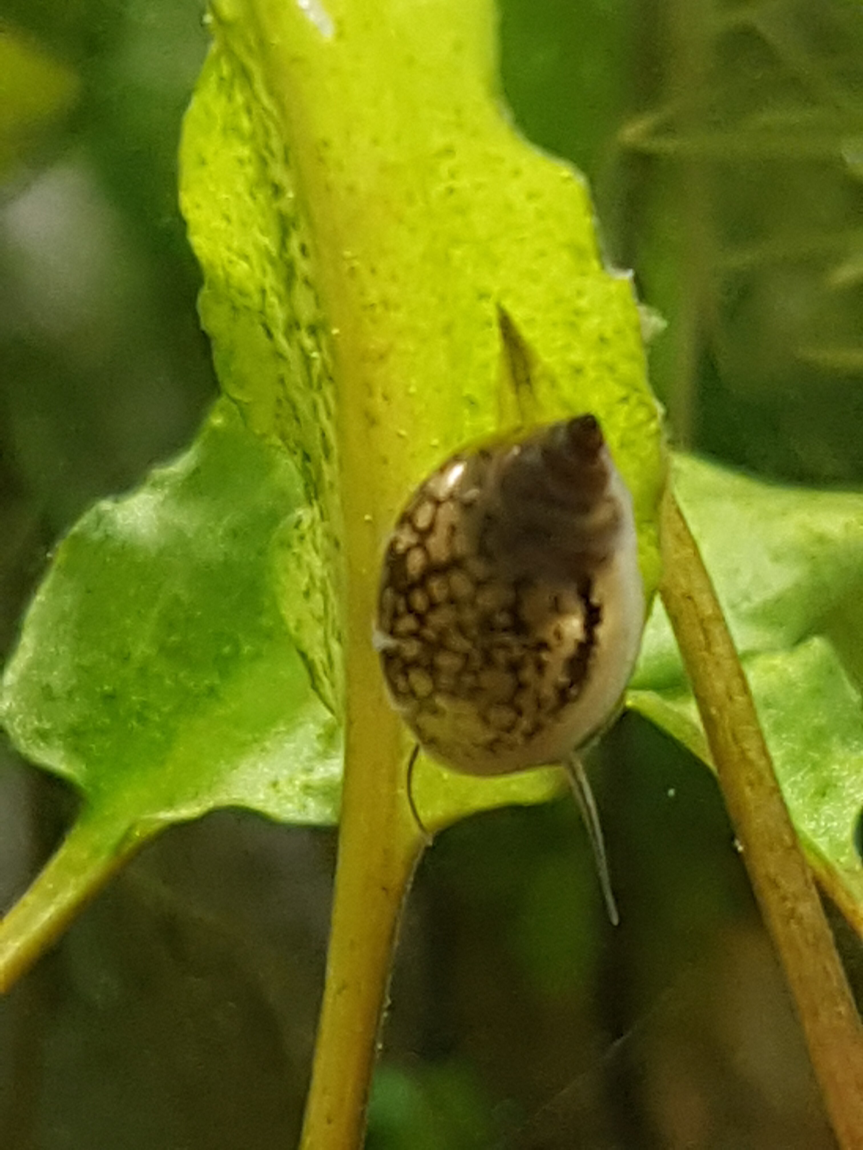 Blasenschnecke