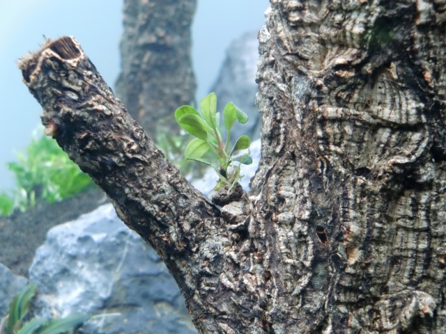 Bucephalandra animus