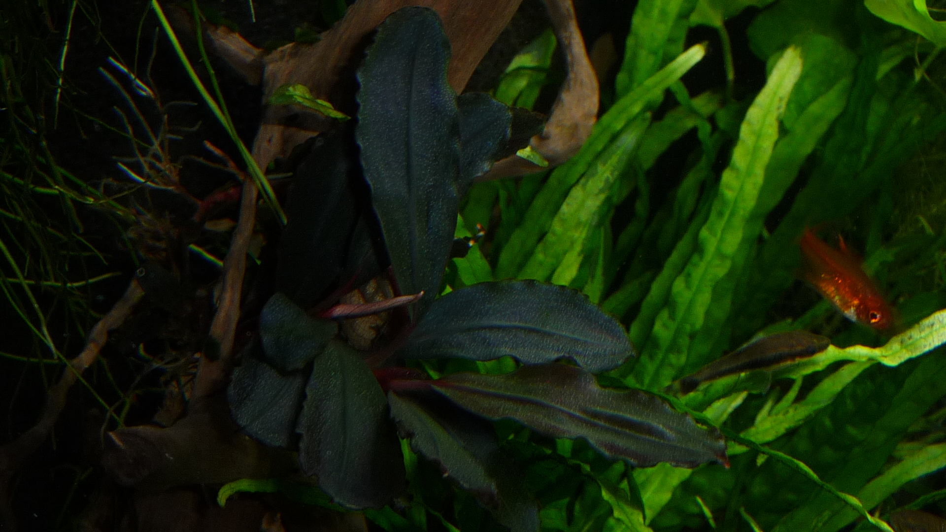 Bucephalandra Brownie Brown (3)