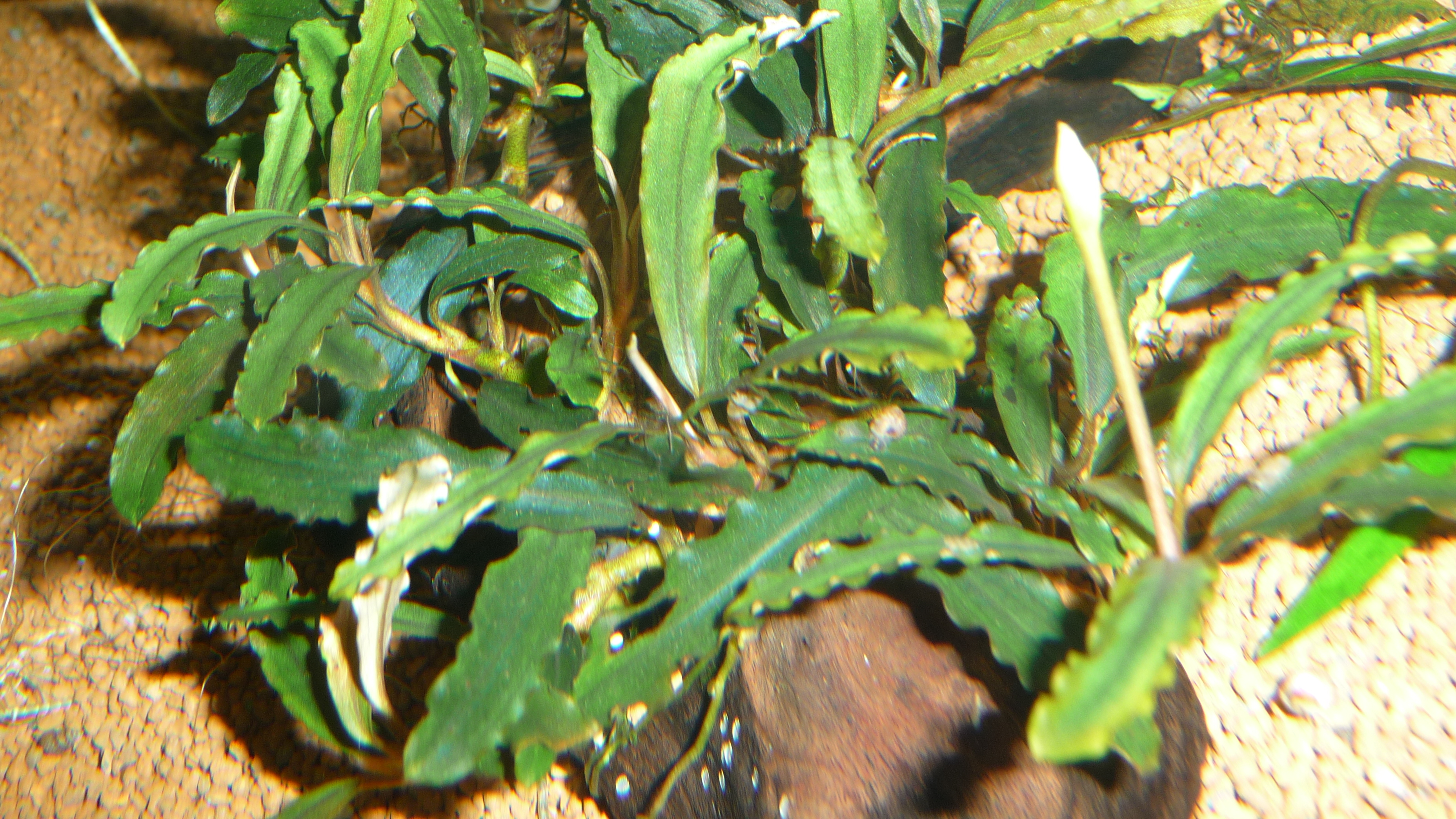 Bucephalandra catharinae red (2)