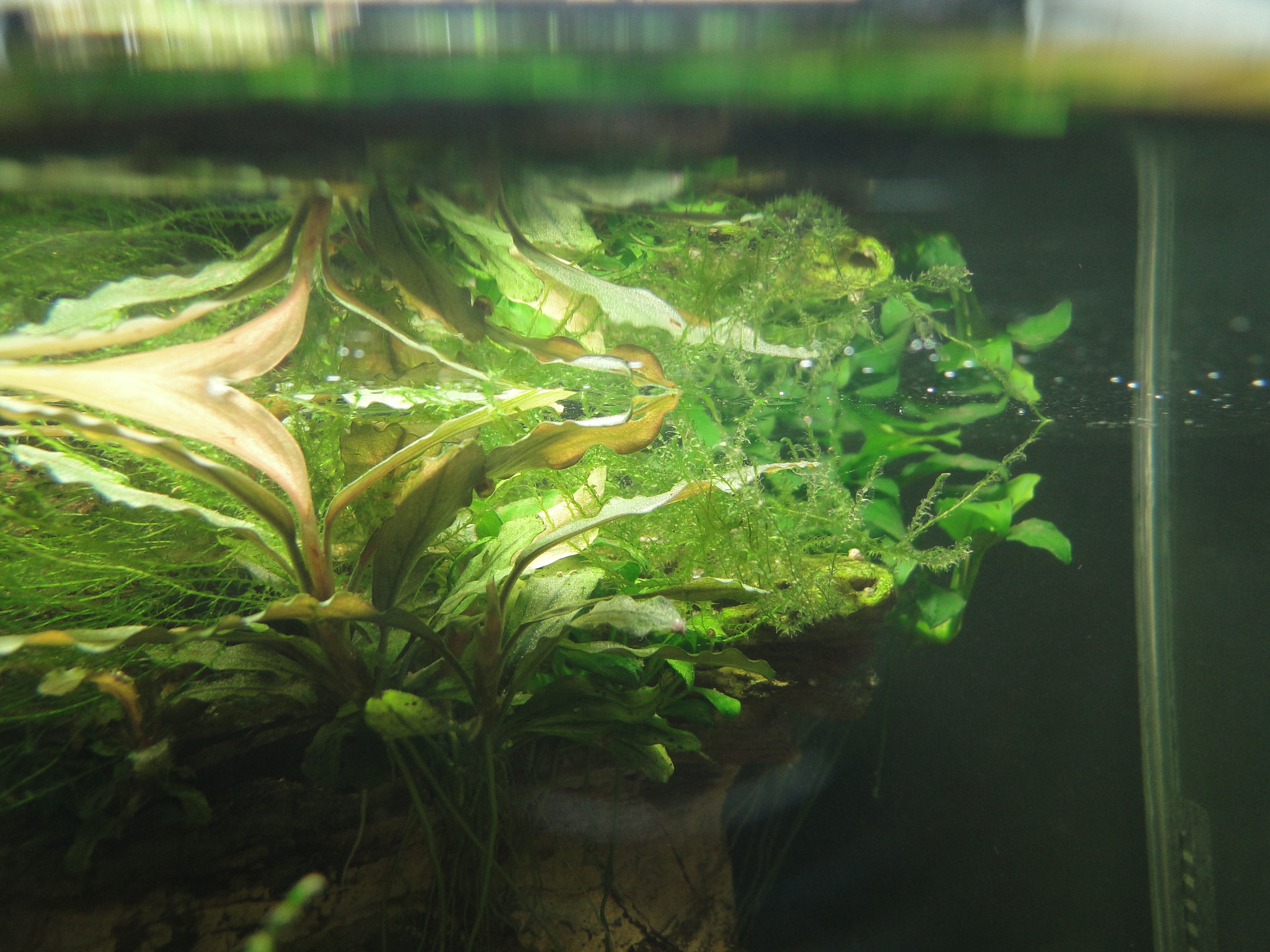 Bucephalandra und Moos unter der Wasseroberfläche direkt unter dem Licht