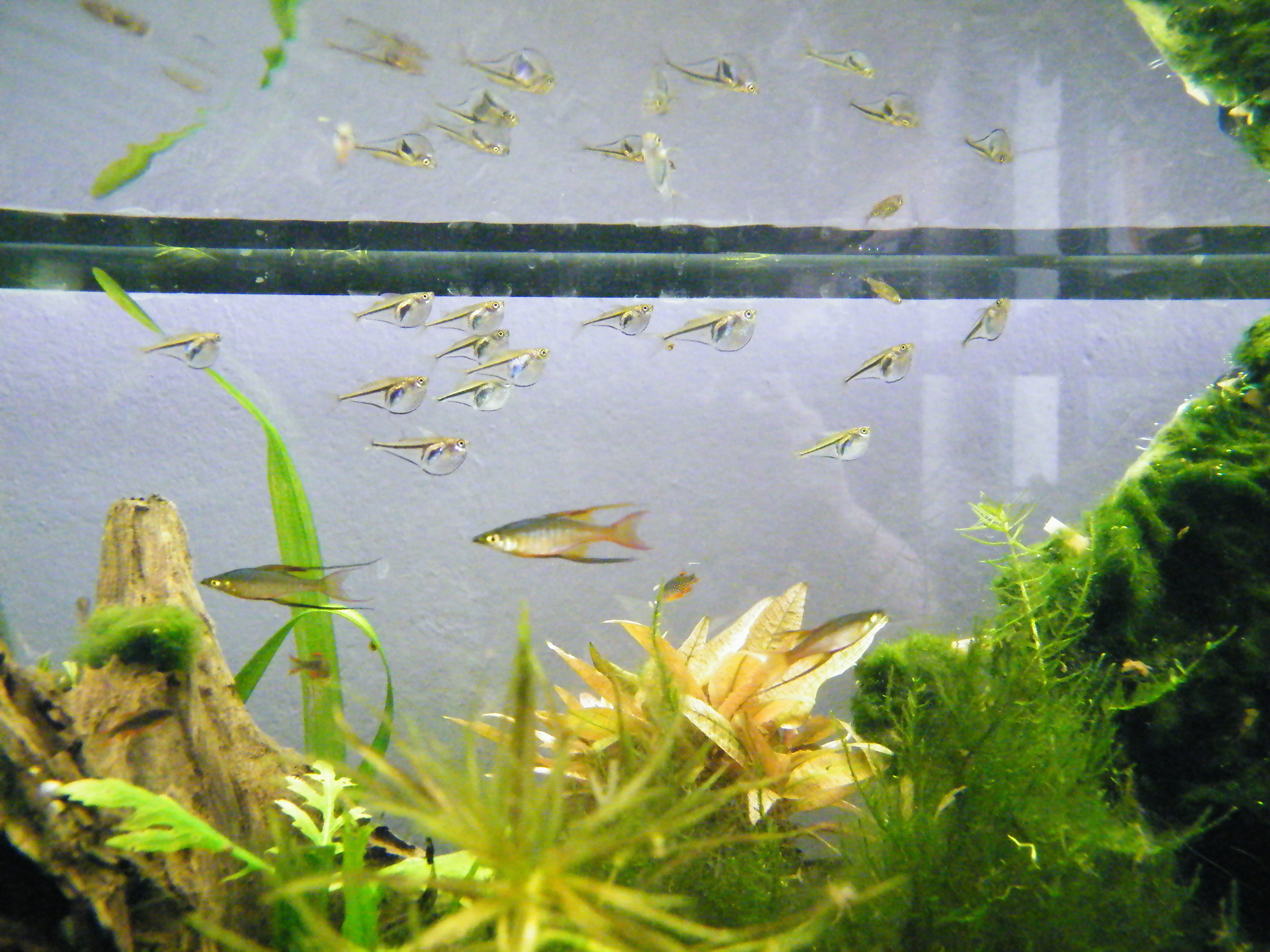 Carnegiella myersi Zwerg-Glasbeilbauchfisch