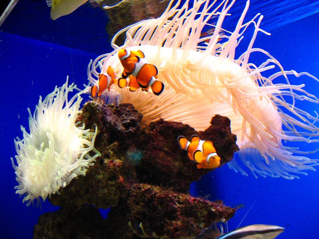Clownfische Mit Anemone