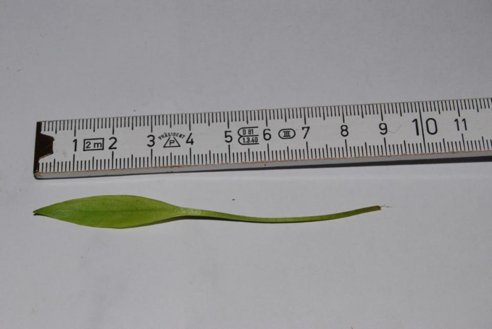 Echinodorus 2.2