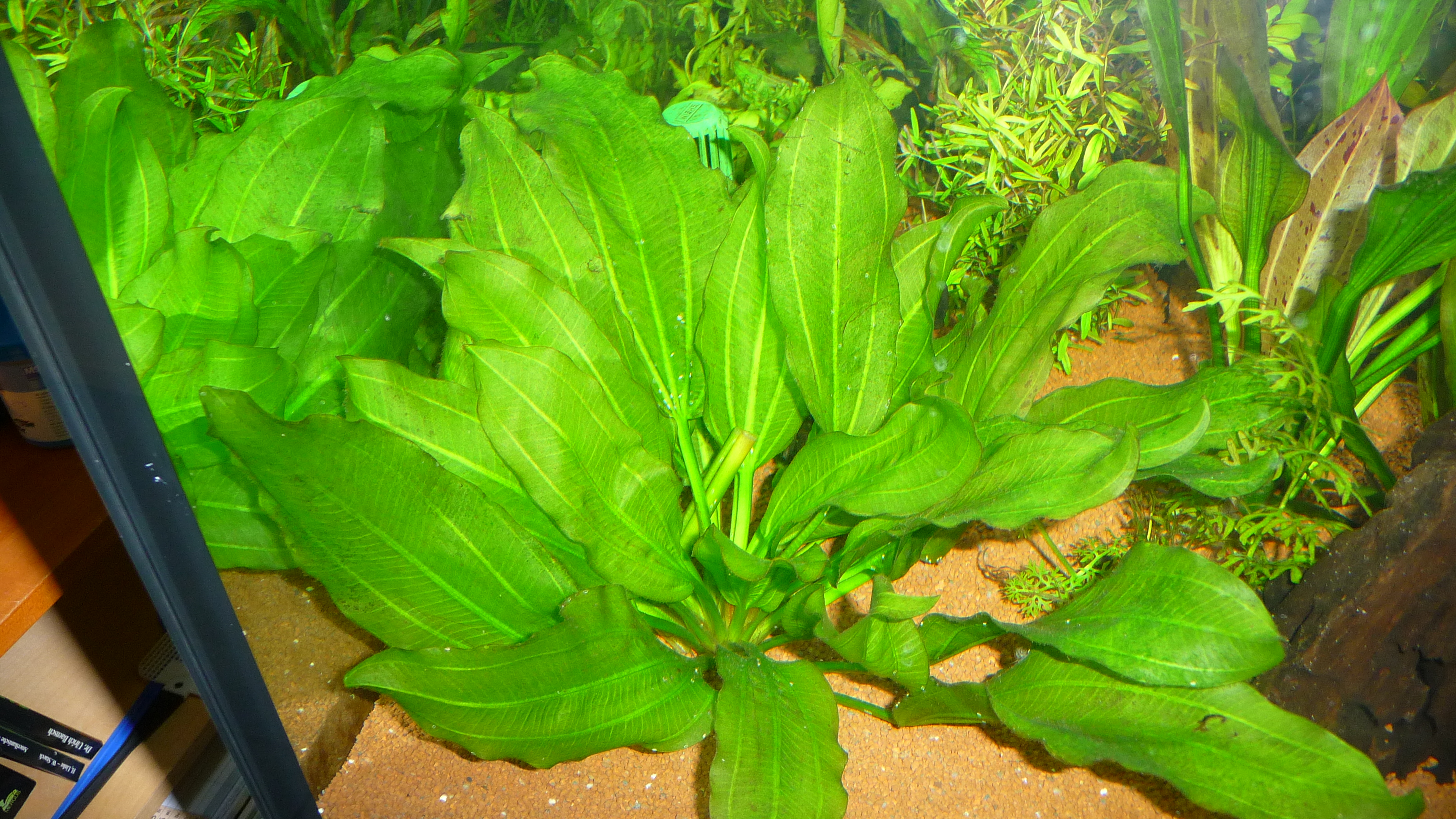 Echinodorus 'Aquartica' (3)
